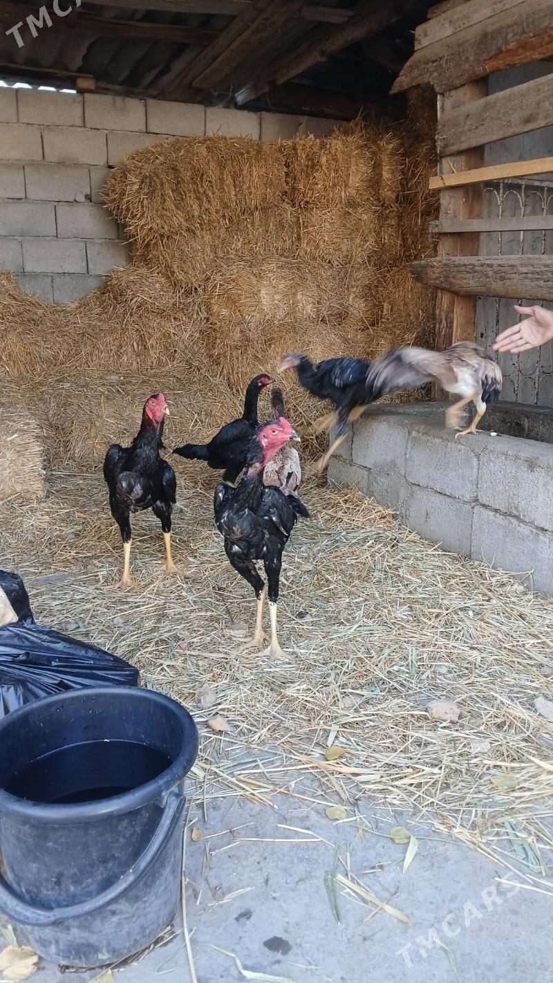 Taşkent - Кипджак - img 3