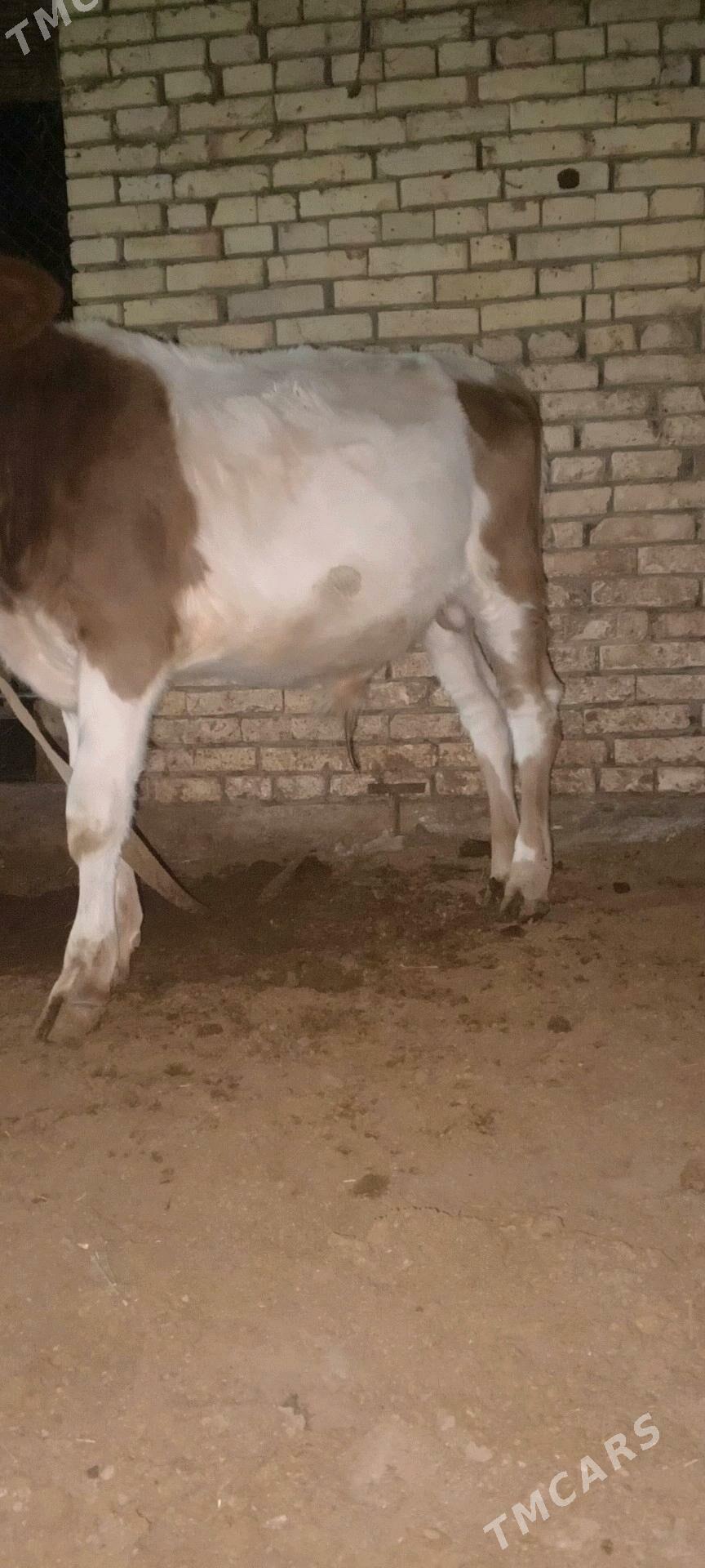 Öküz - Мары - img 2