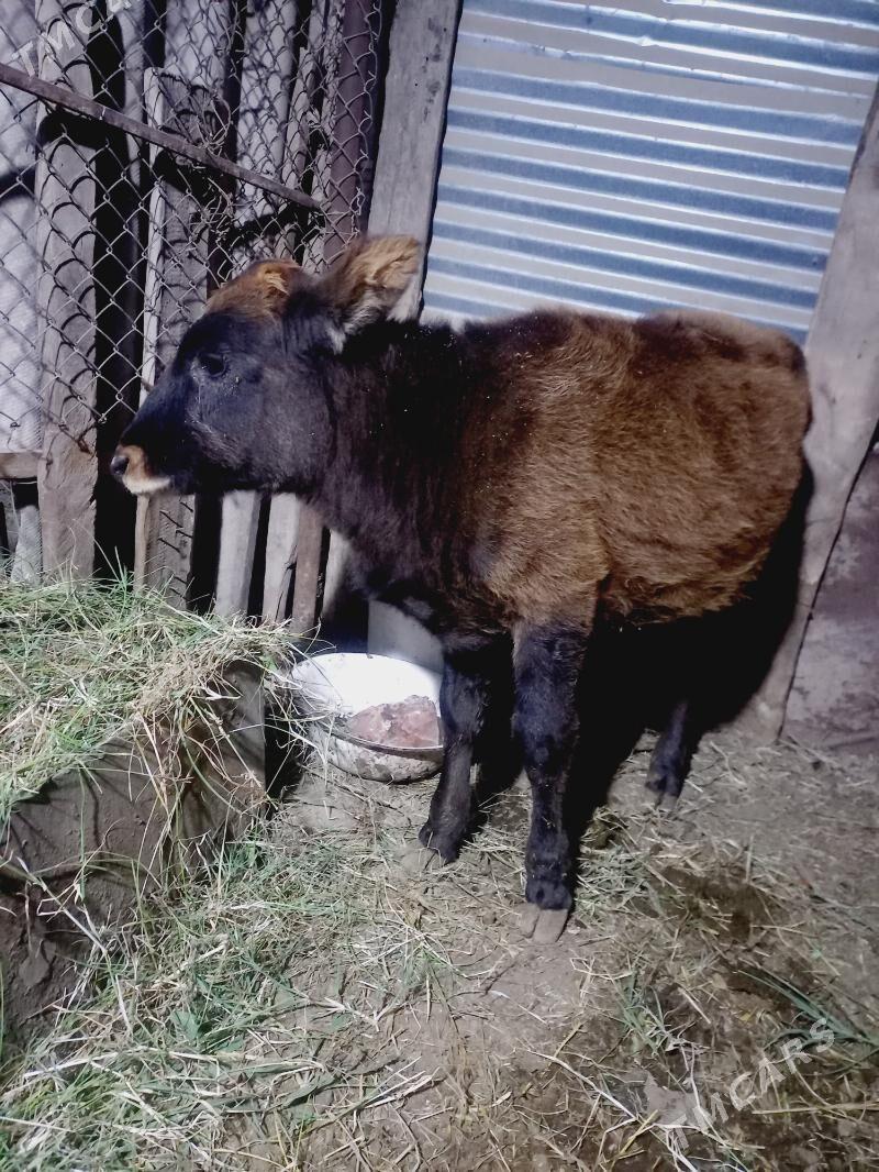 gole - Мары - img 2