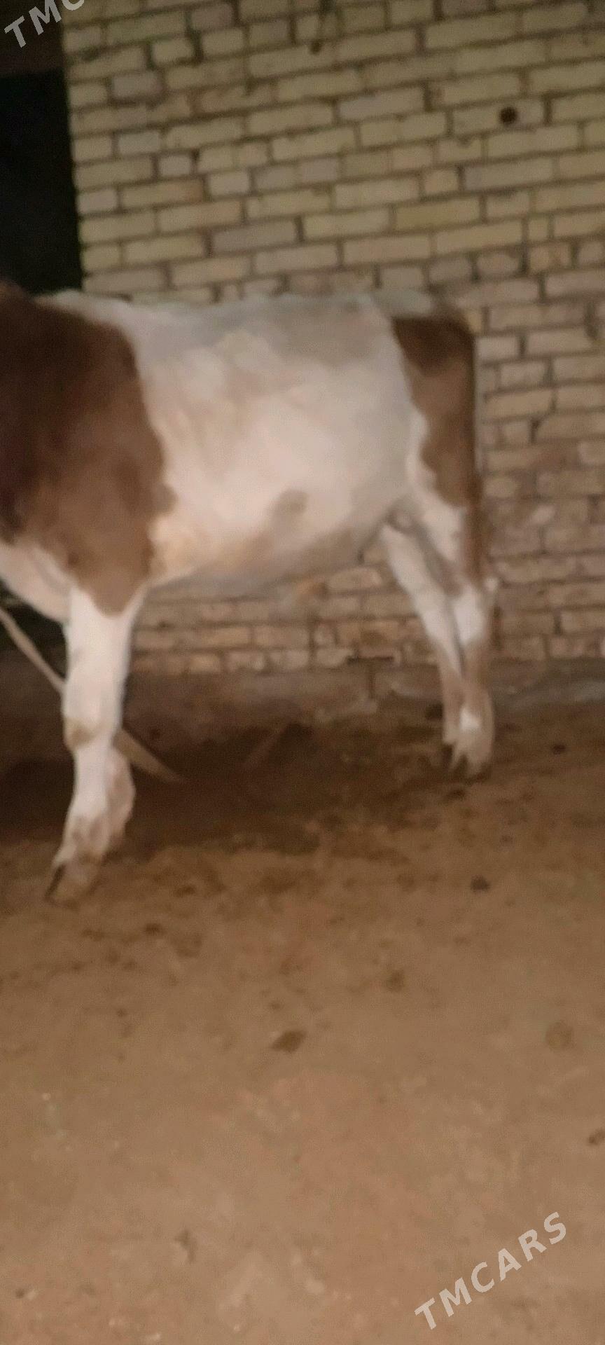 Öküz - Мары - img 3