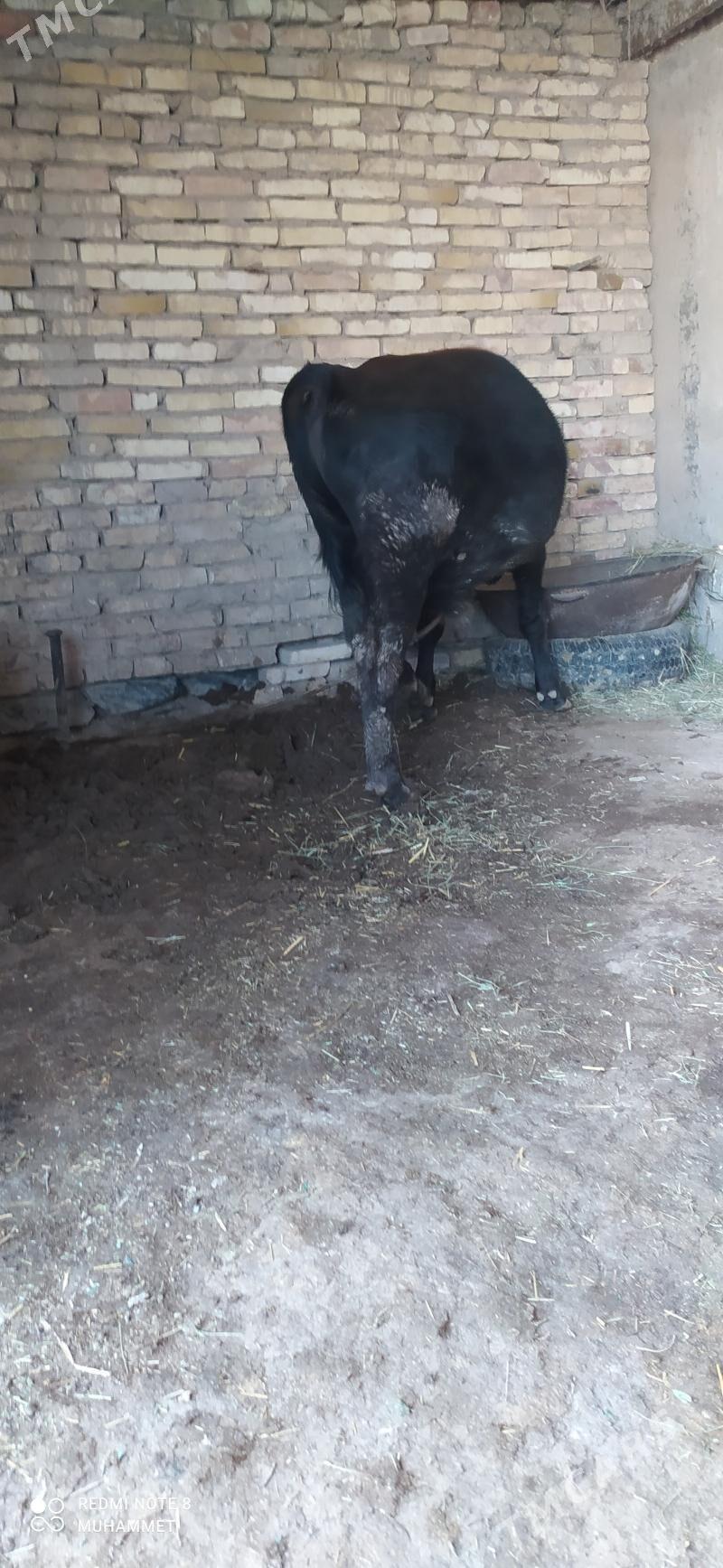 öküz - Baýramaly - img 3