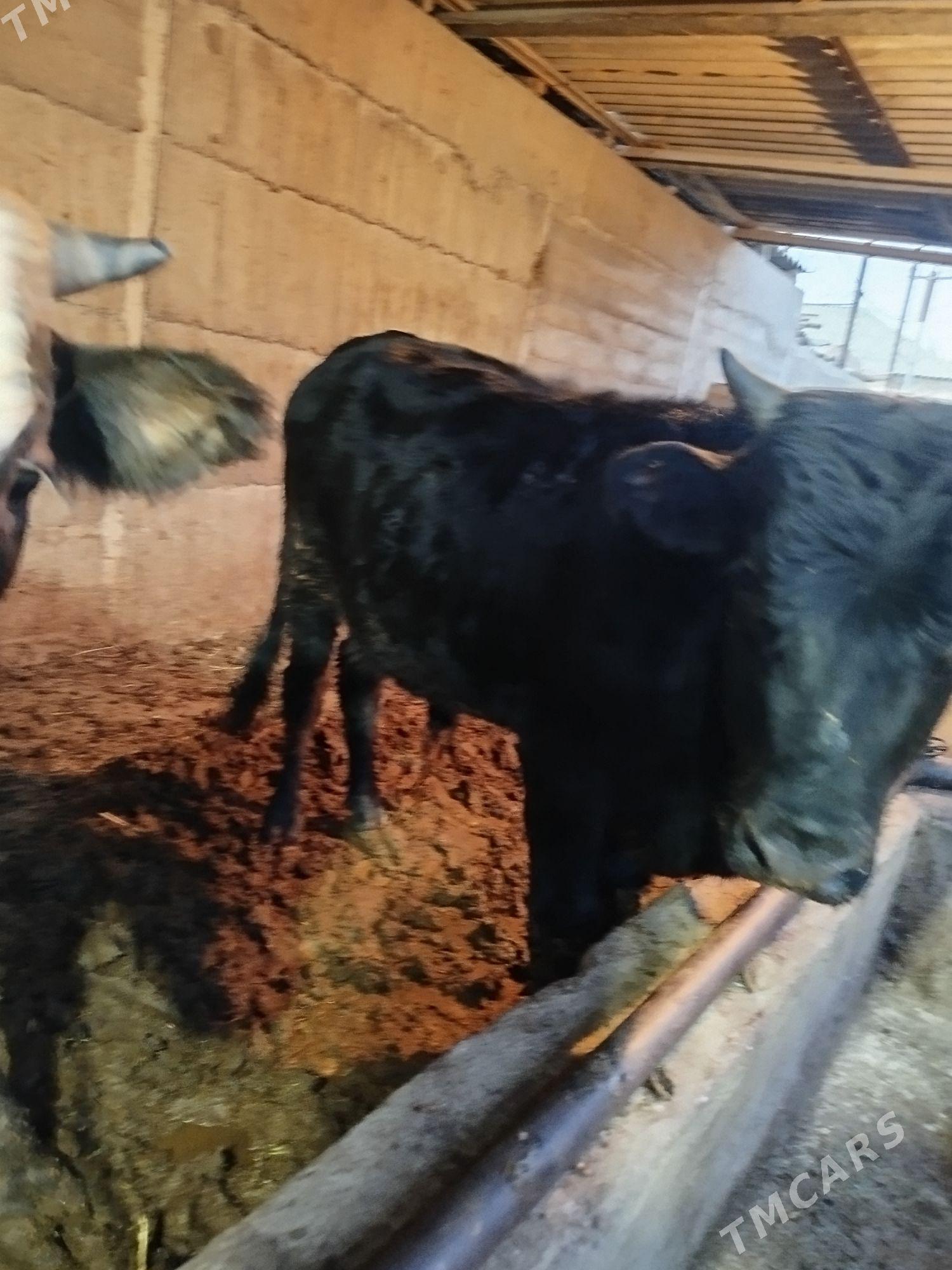 okuz - Гёкдже - img 2