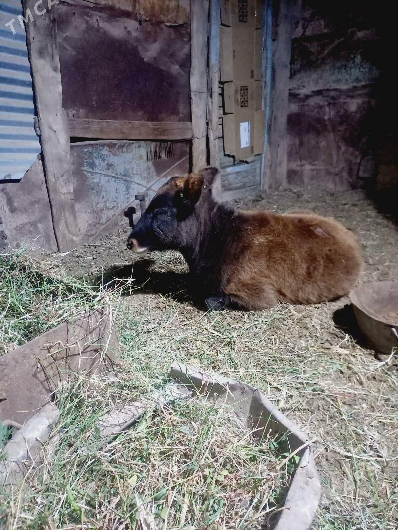 gole - Мары - img 6