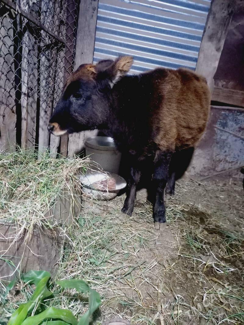 gole - Мары - img 4