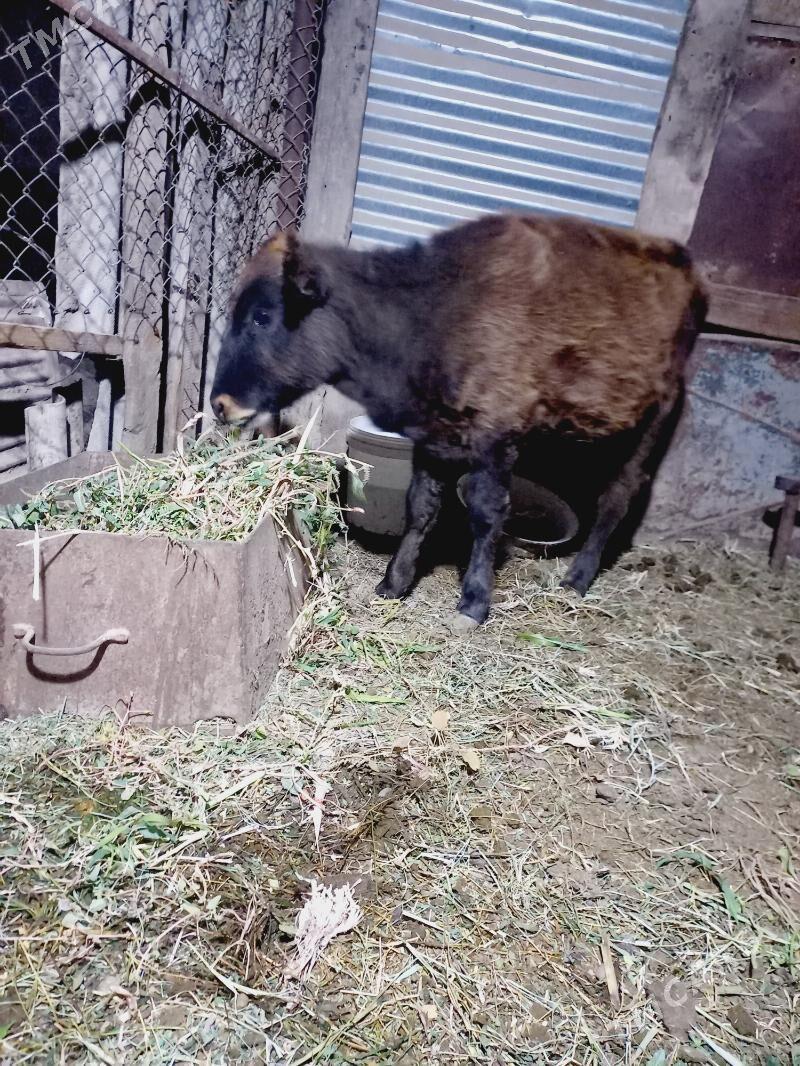 gole - Мары - img 5