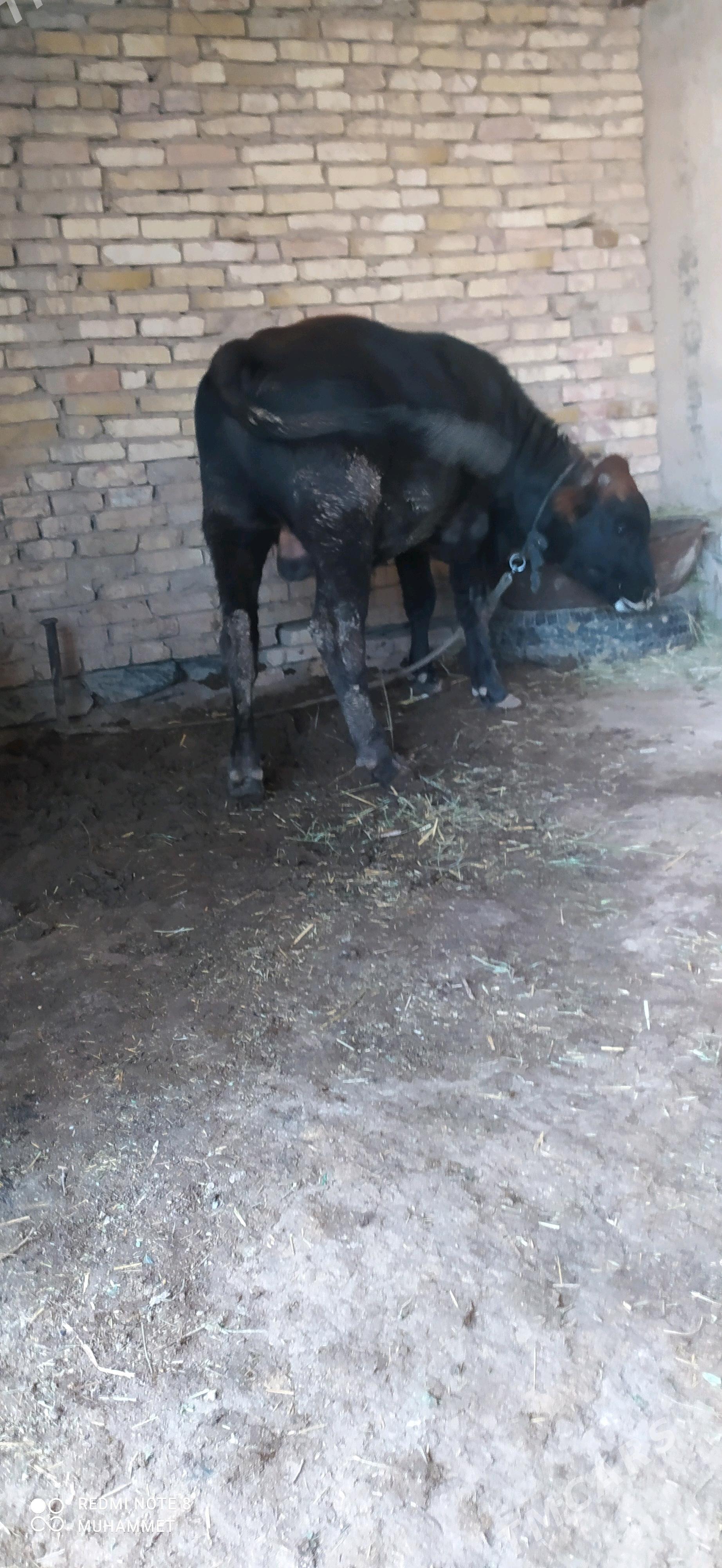 öküz - Baýramaly - img 4