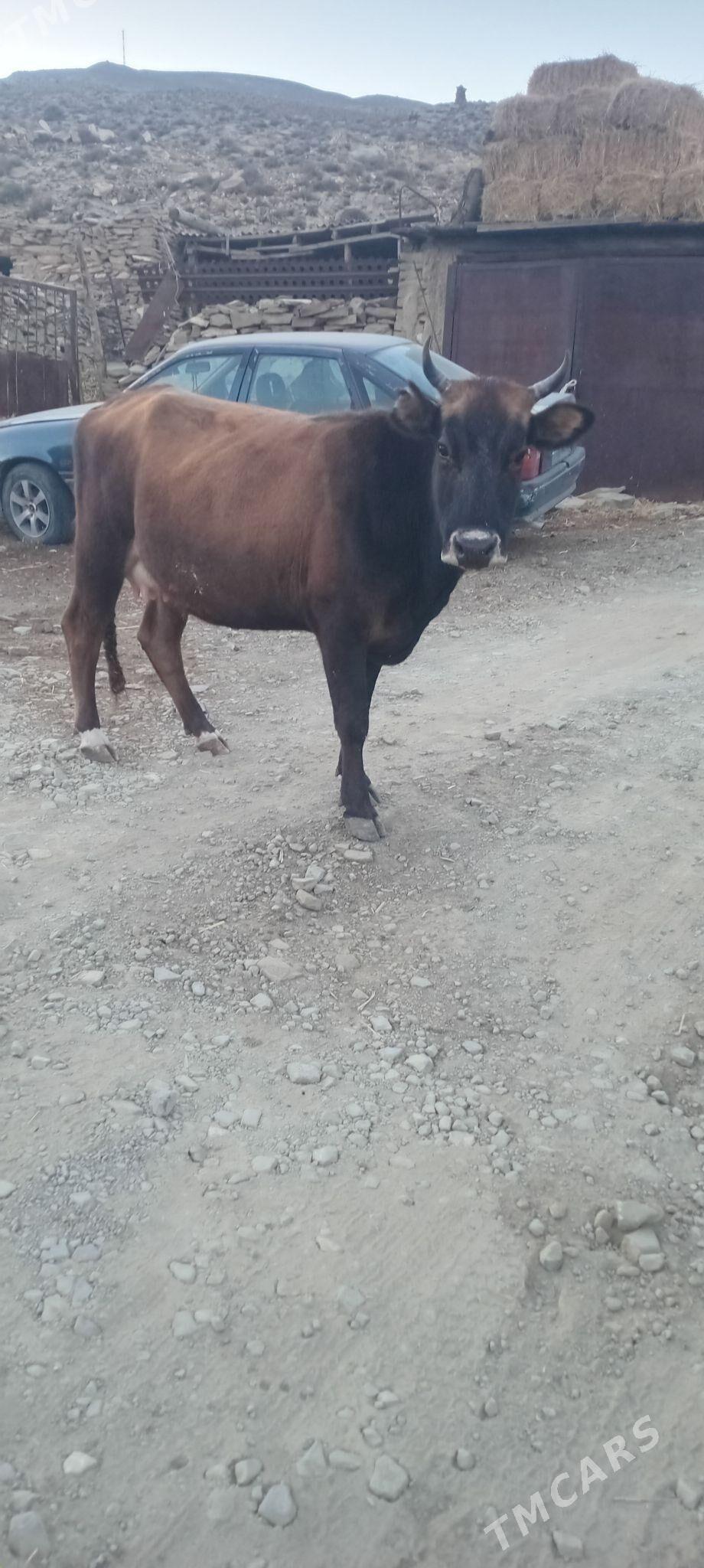 tohum sygyr - Бахарден - img 2