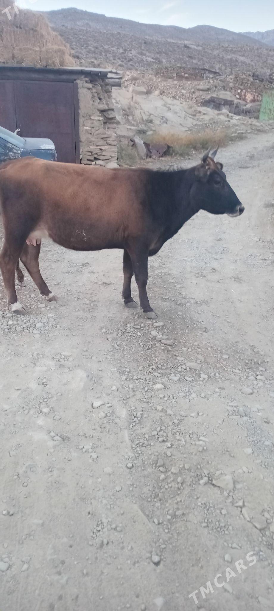 tohum sygyr - Бахарден - img 4