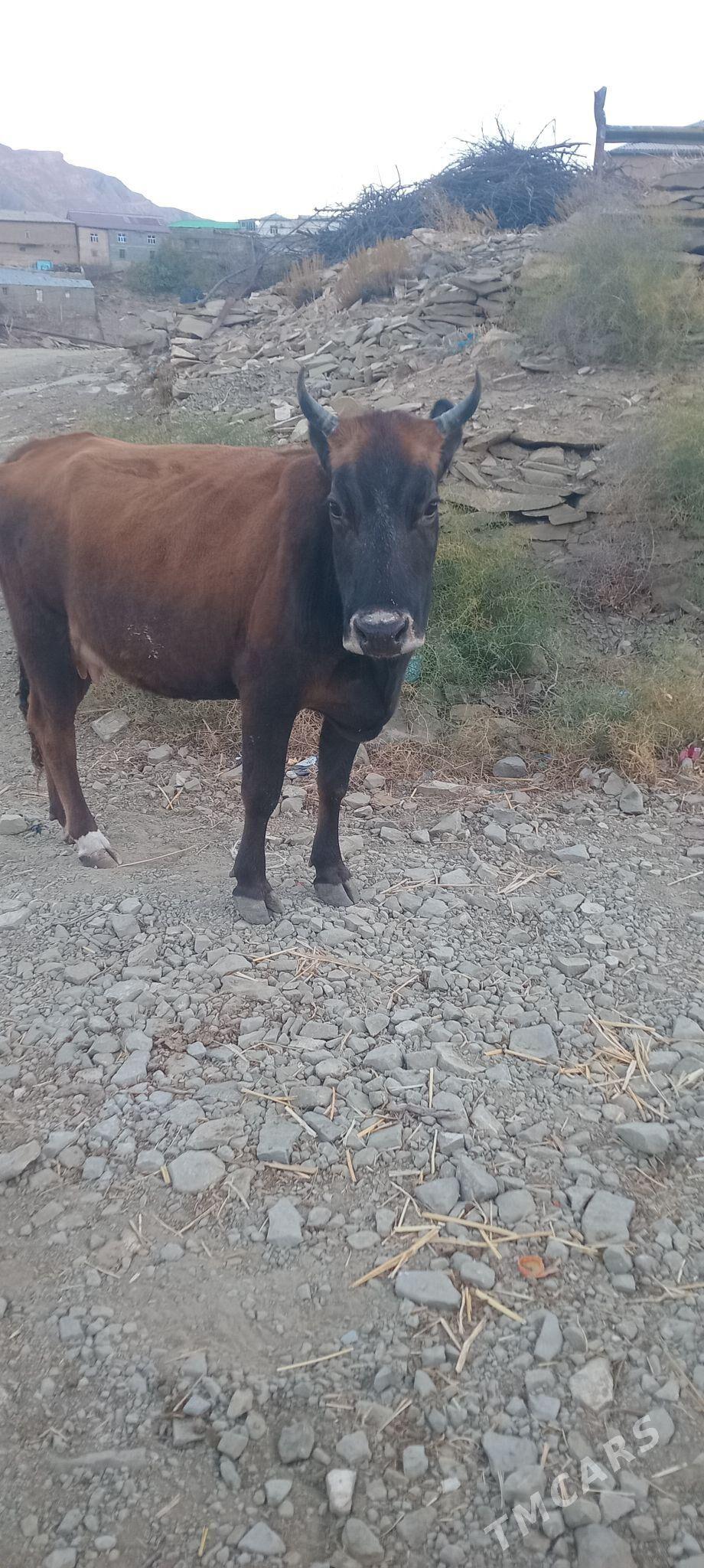 tohum sygyr - Бахарден - img 5