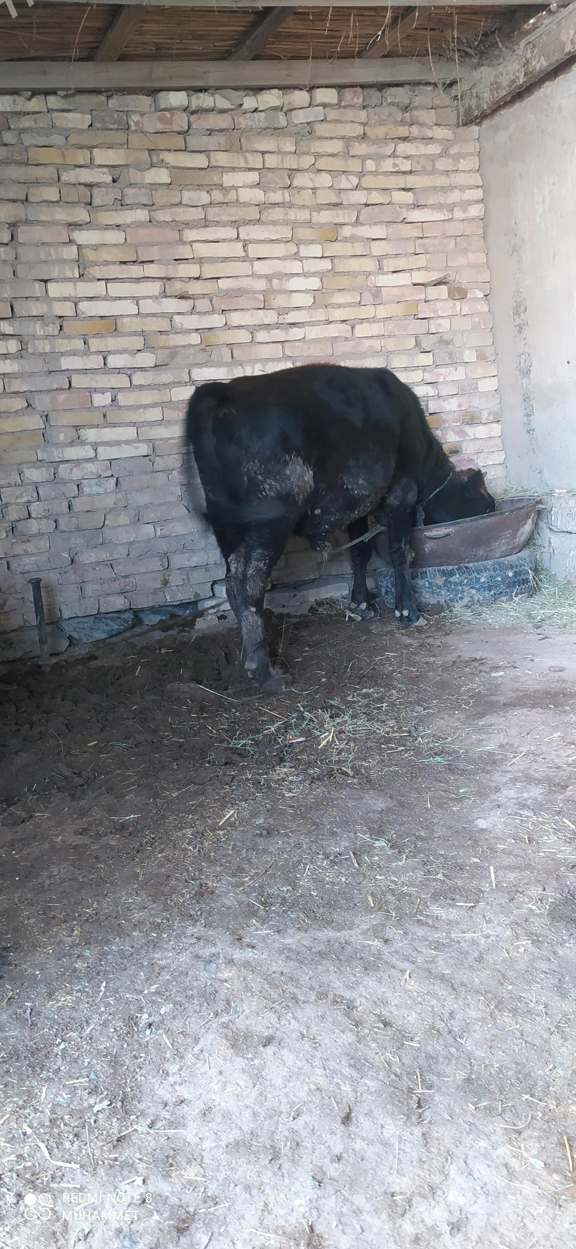 öküz - Baýramaly - img 5