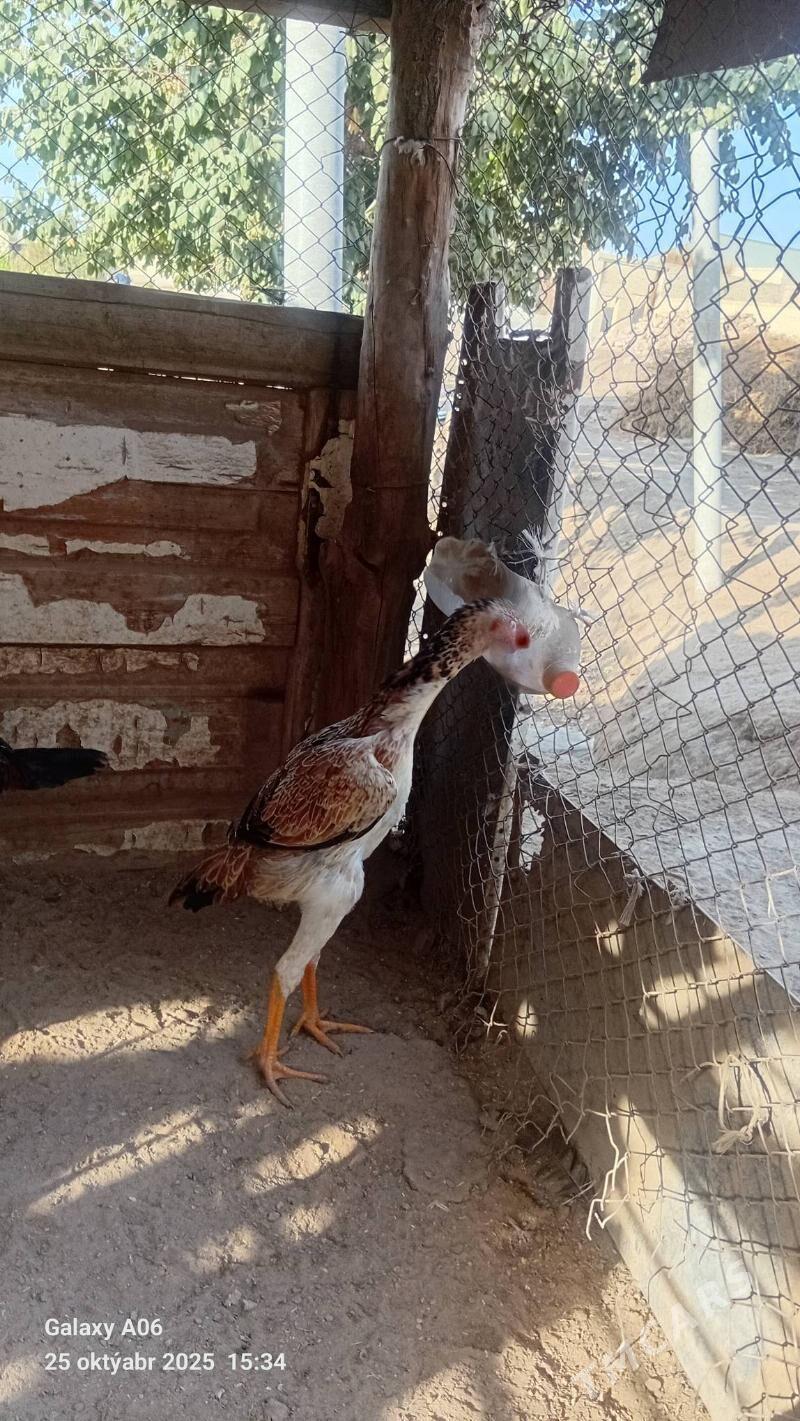 BRAZIL - Саят - img 2