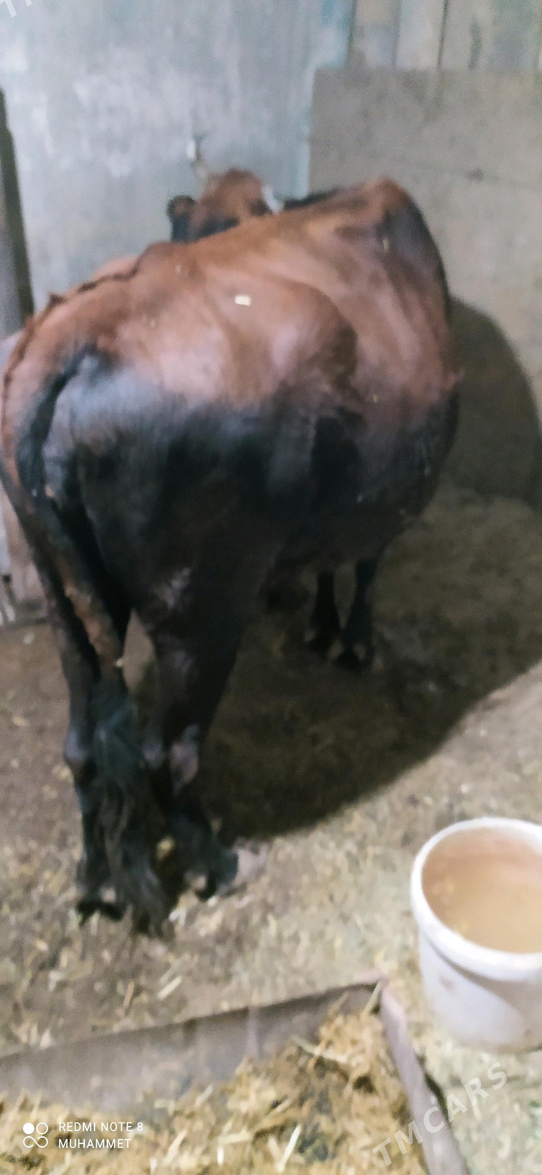 öküz - Baýramaly - img 6