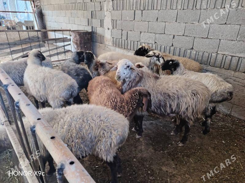 Goyun - Bäherden - img 2