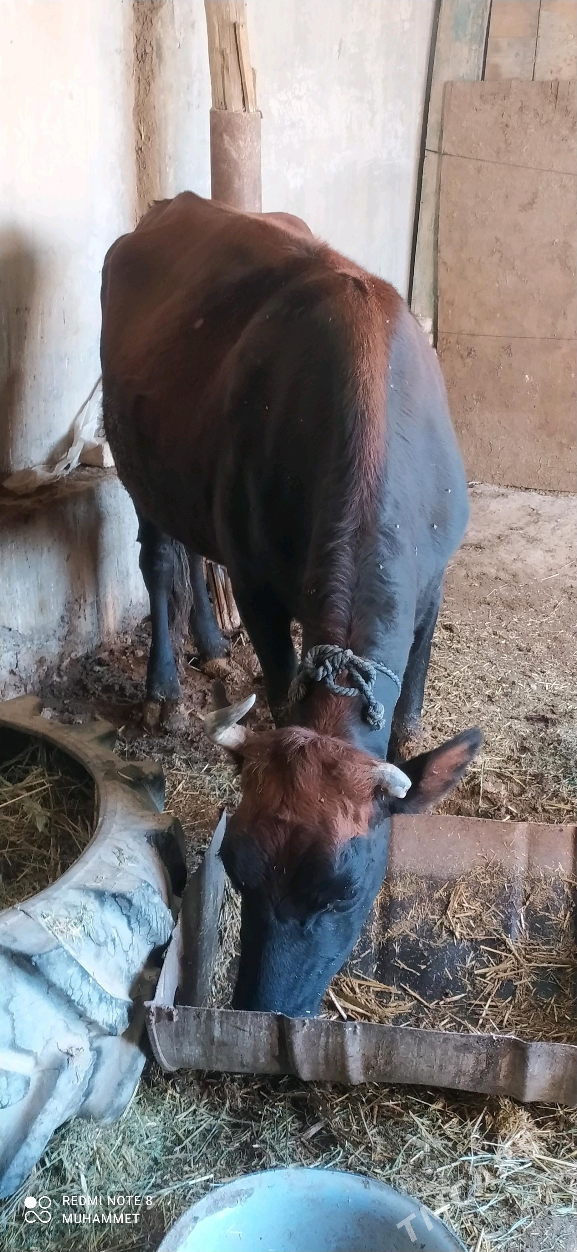 öküz - Baýramaly - img 7