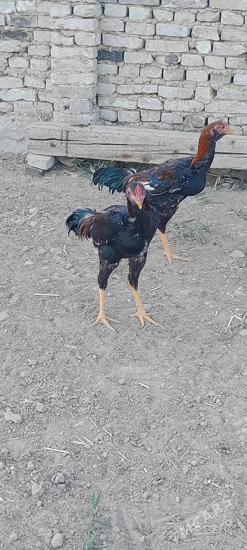 taskent - Мургап - img 4