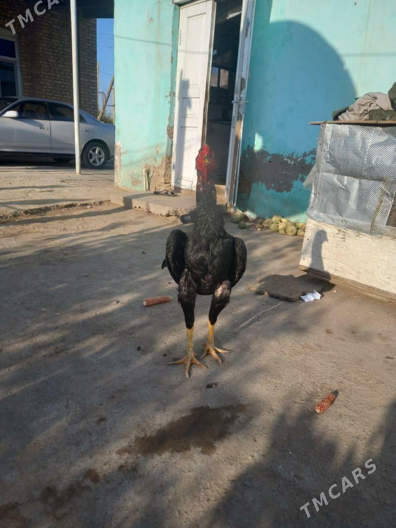 satlyk baýes horaz - Wekilbazar - img 2