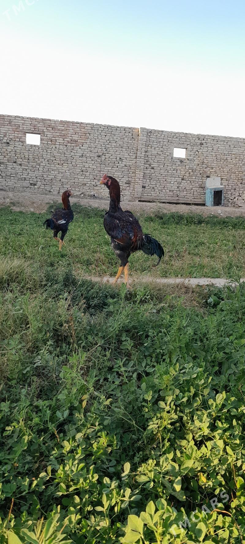 taskent - Мургап - img 3