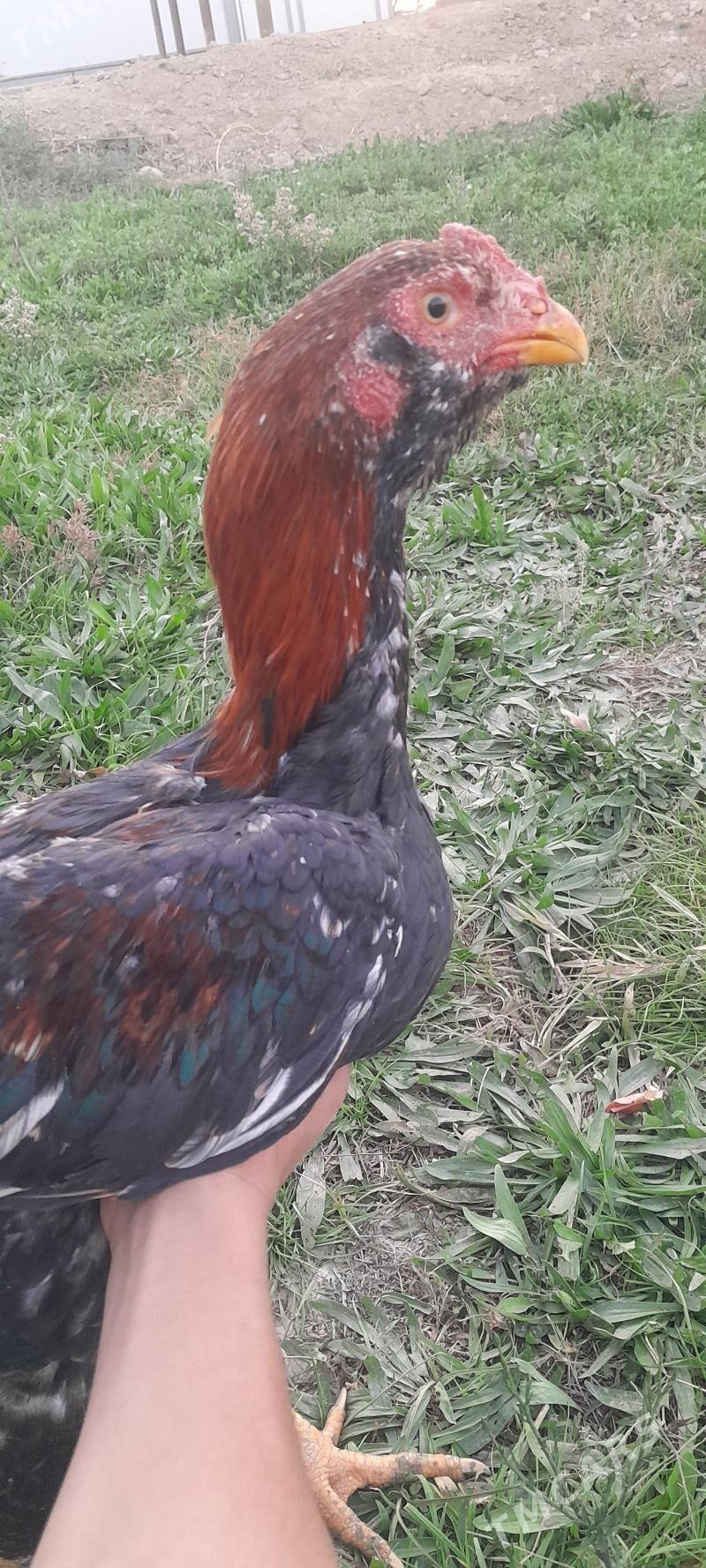 taskent - Мургап - img 2