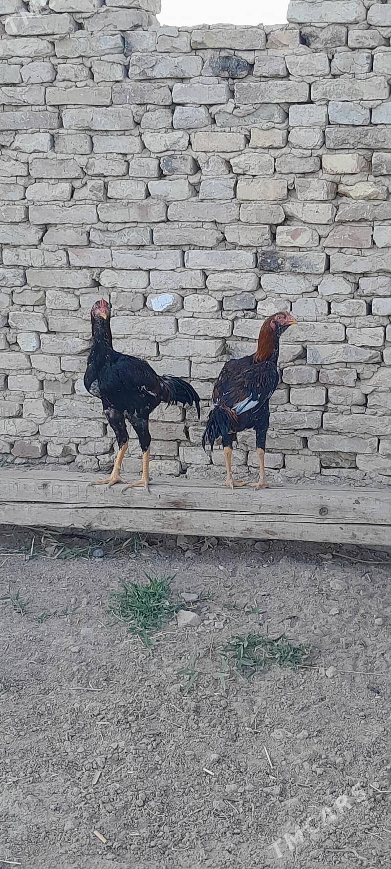 taskent - Мургап - img 5