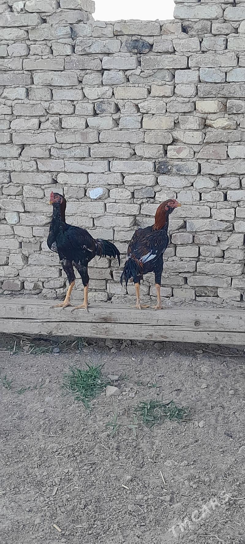 taskent - Мургап - img 7