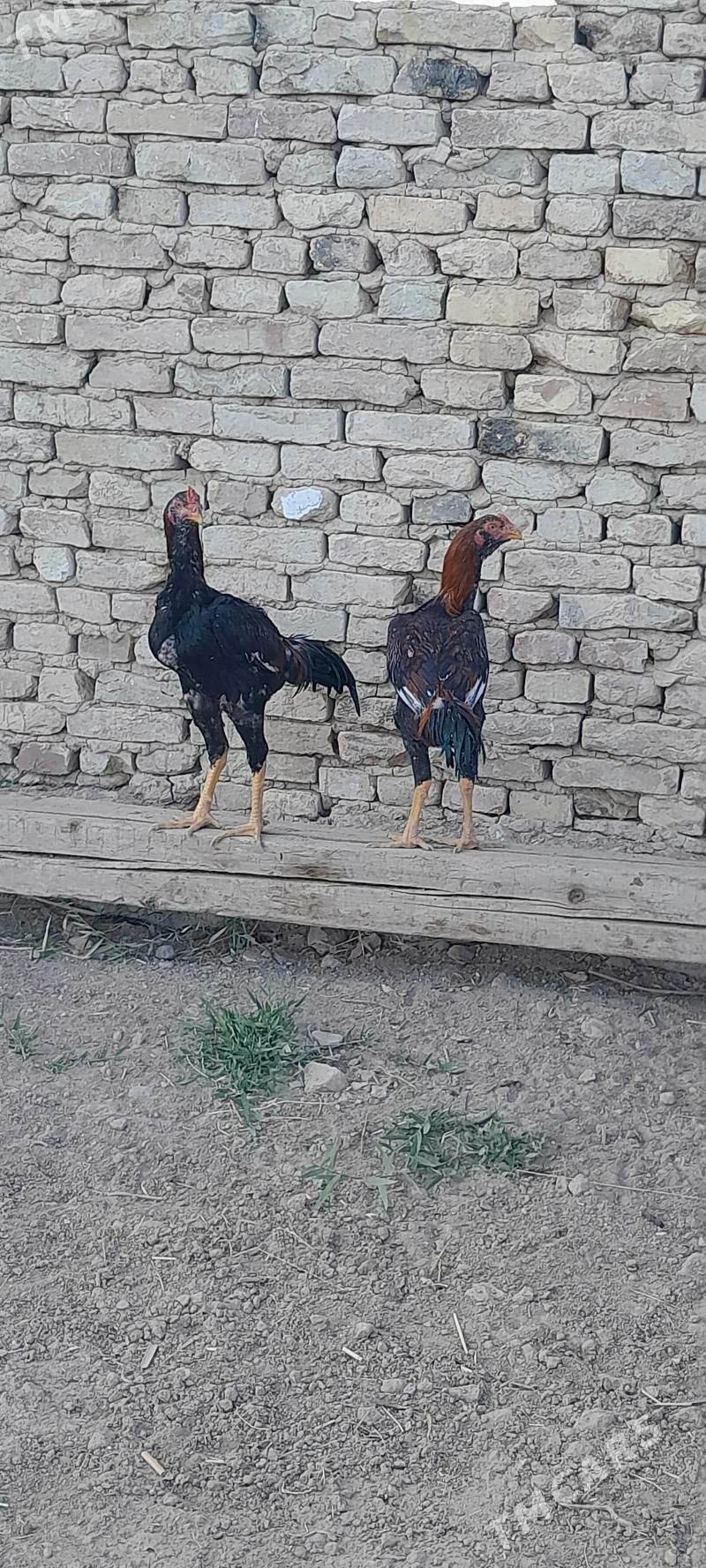 taskent - Мургап - img 6