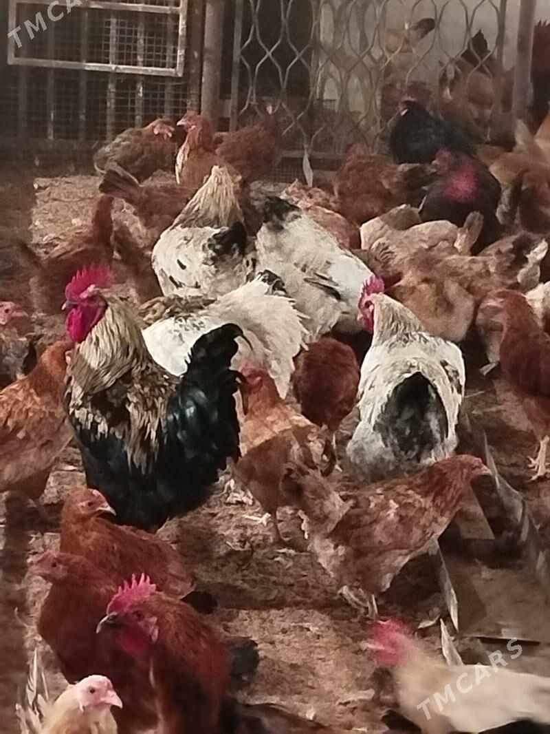 horaz - Ашхабад - img 3