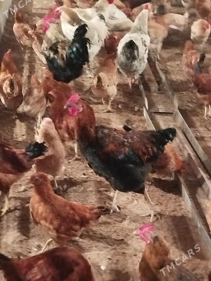 horaz - Ашхабад - img 2