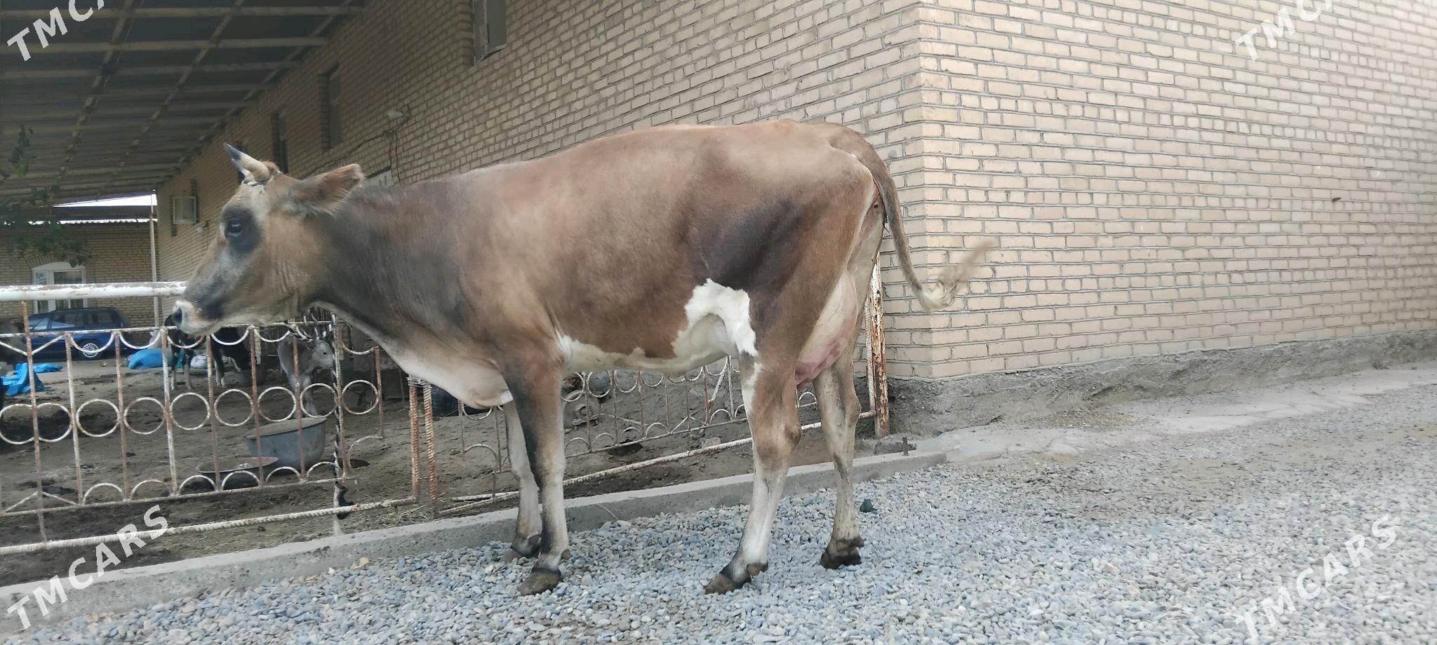 goleli sygyr - Векильбазар - img 2