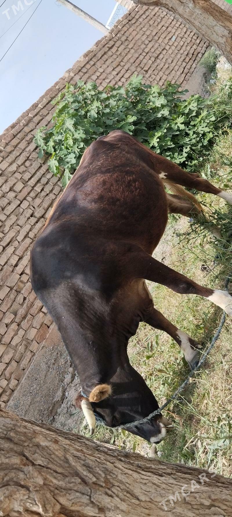 Sygyr - Aşgabat - img 3