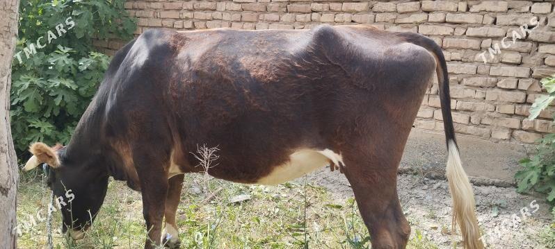 Sygyr - Aşgabat - img 4