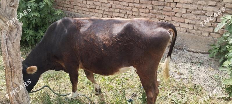 Sygyr - Aşgabat - img 5