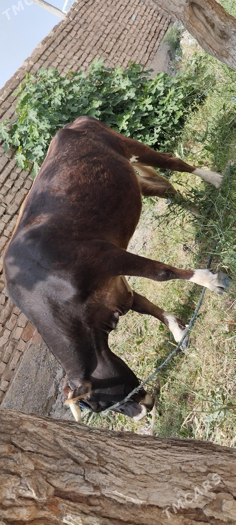 Sygyr - Aşgabat - img 2