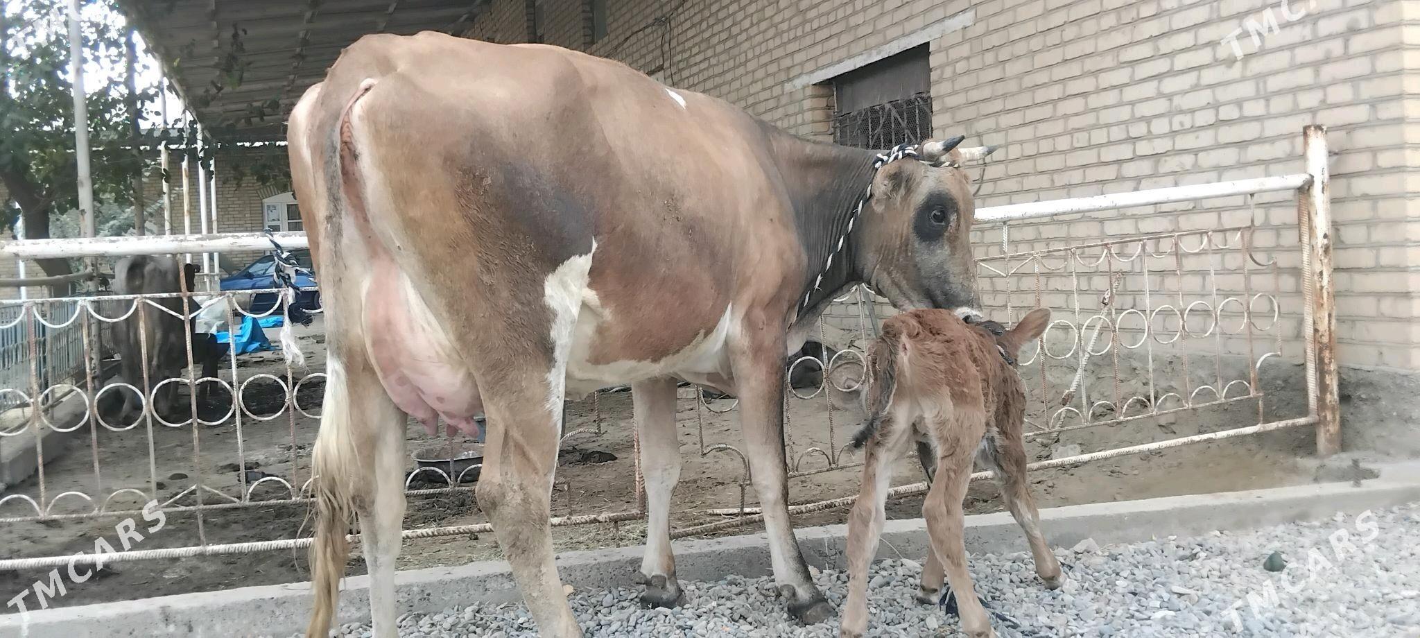 goleli sygyr - Векильбазар - img 4