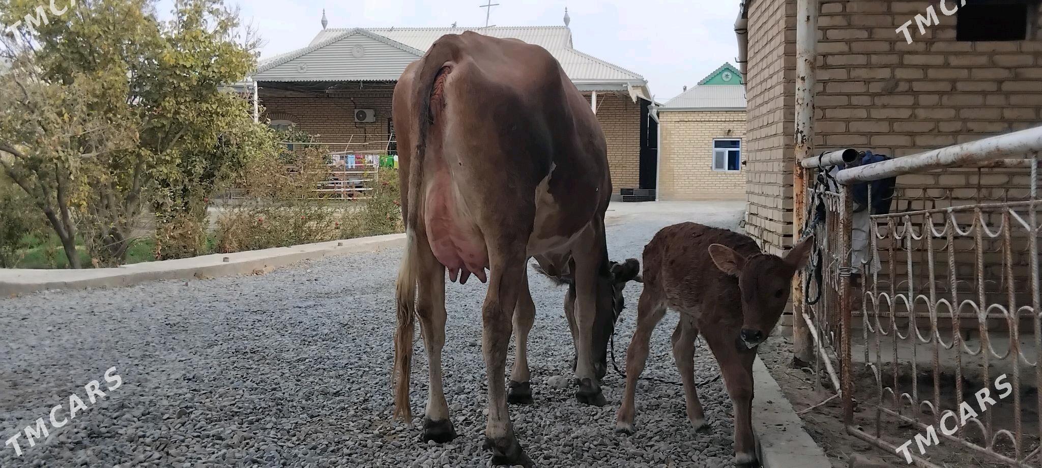 goleli sygyr - Векильбазар - img 3