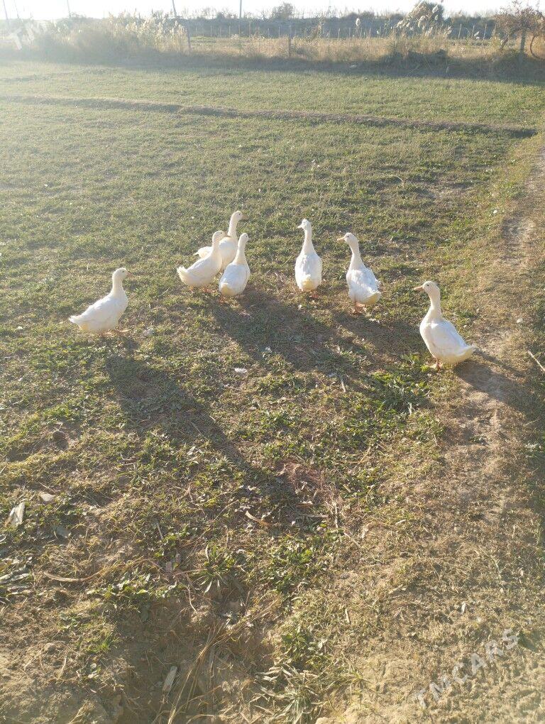 Gak Gak - Байрамали - img 4