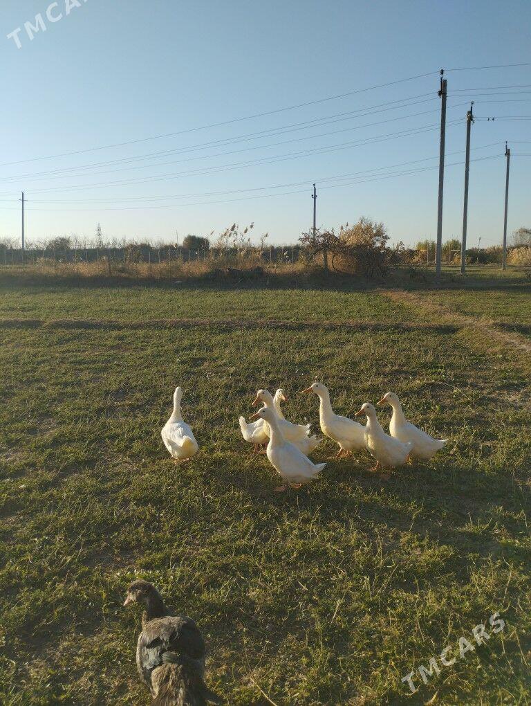 Gak Gak - Байрамали - img 1