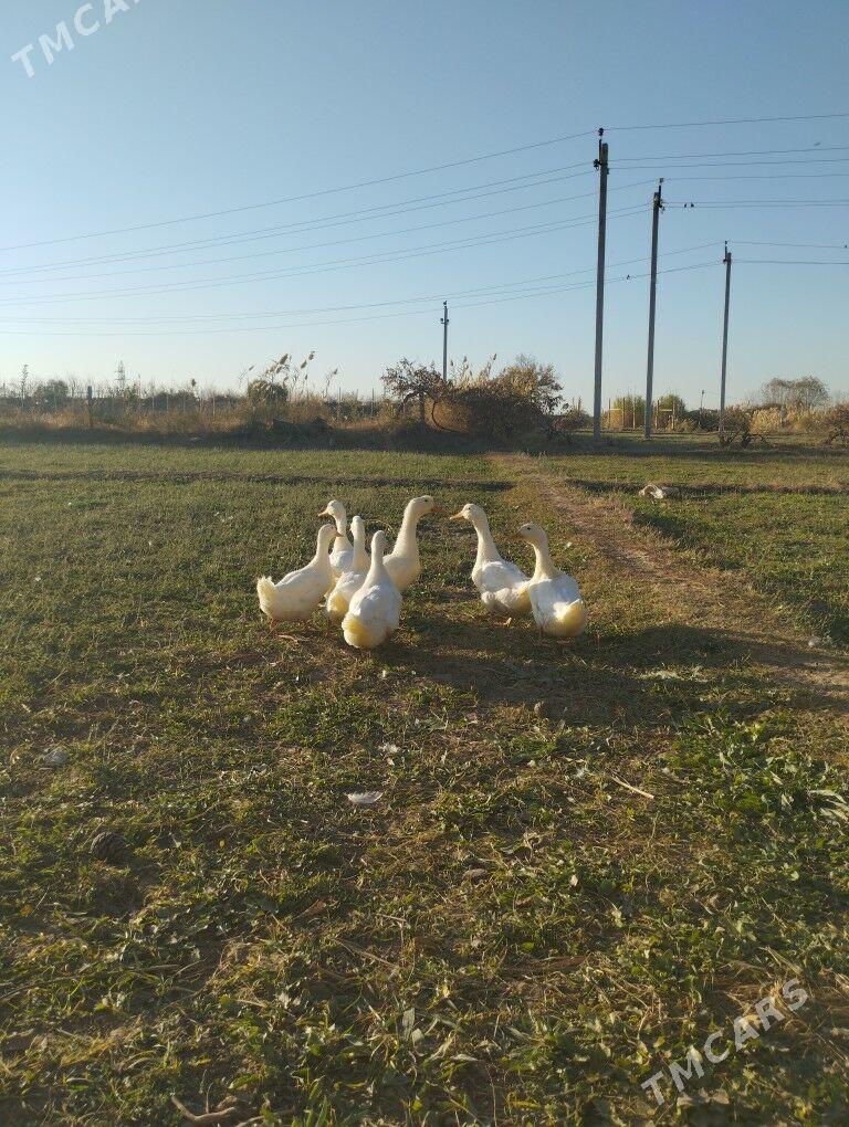 Gak Gak - Байрамали - img 2