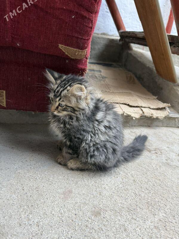 Котенок отдам - Aşgabat - img 2