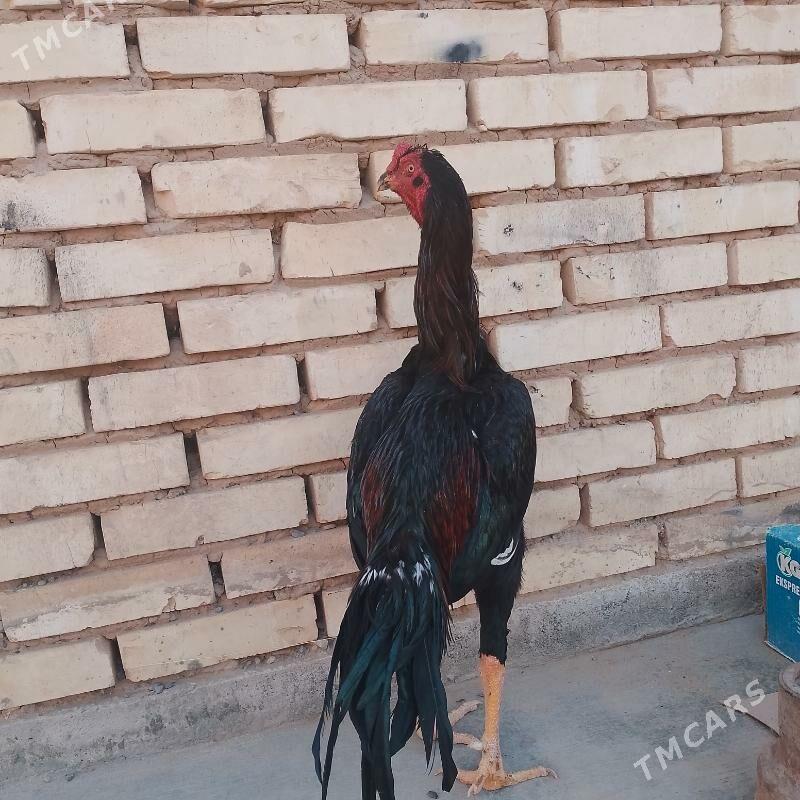 bayes horaz mäki - Mary - img 1