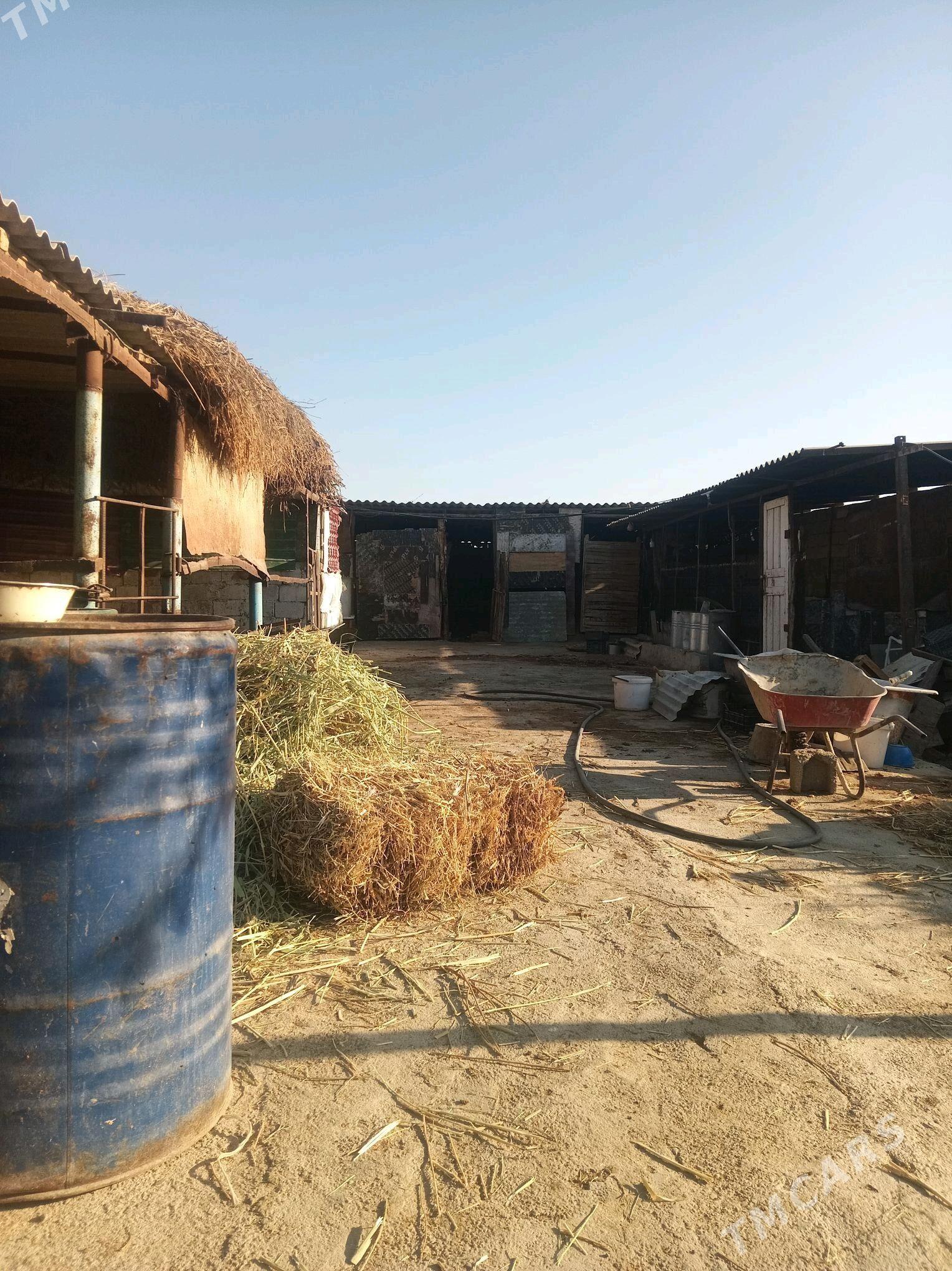 jay - Гёкдепе - img 5