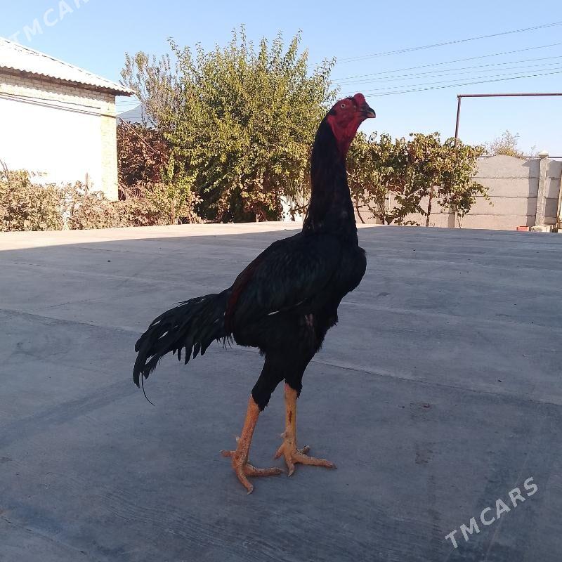 bayes horaz mäki - Mary - img 2