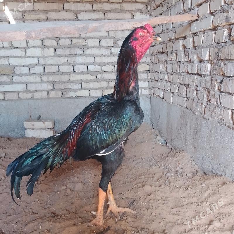 bayes horaz mäki - Mary - img 3