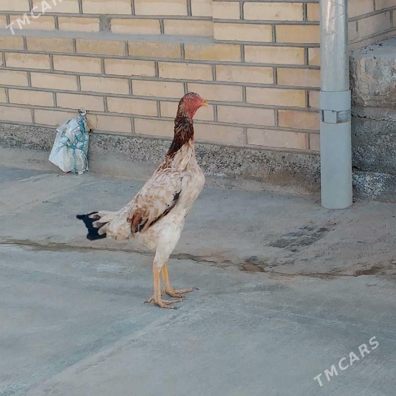 bayes horaz mäki - Mary - img 5