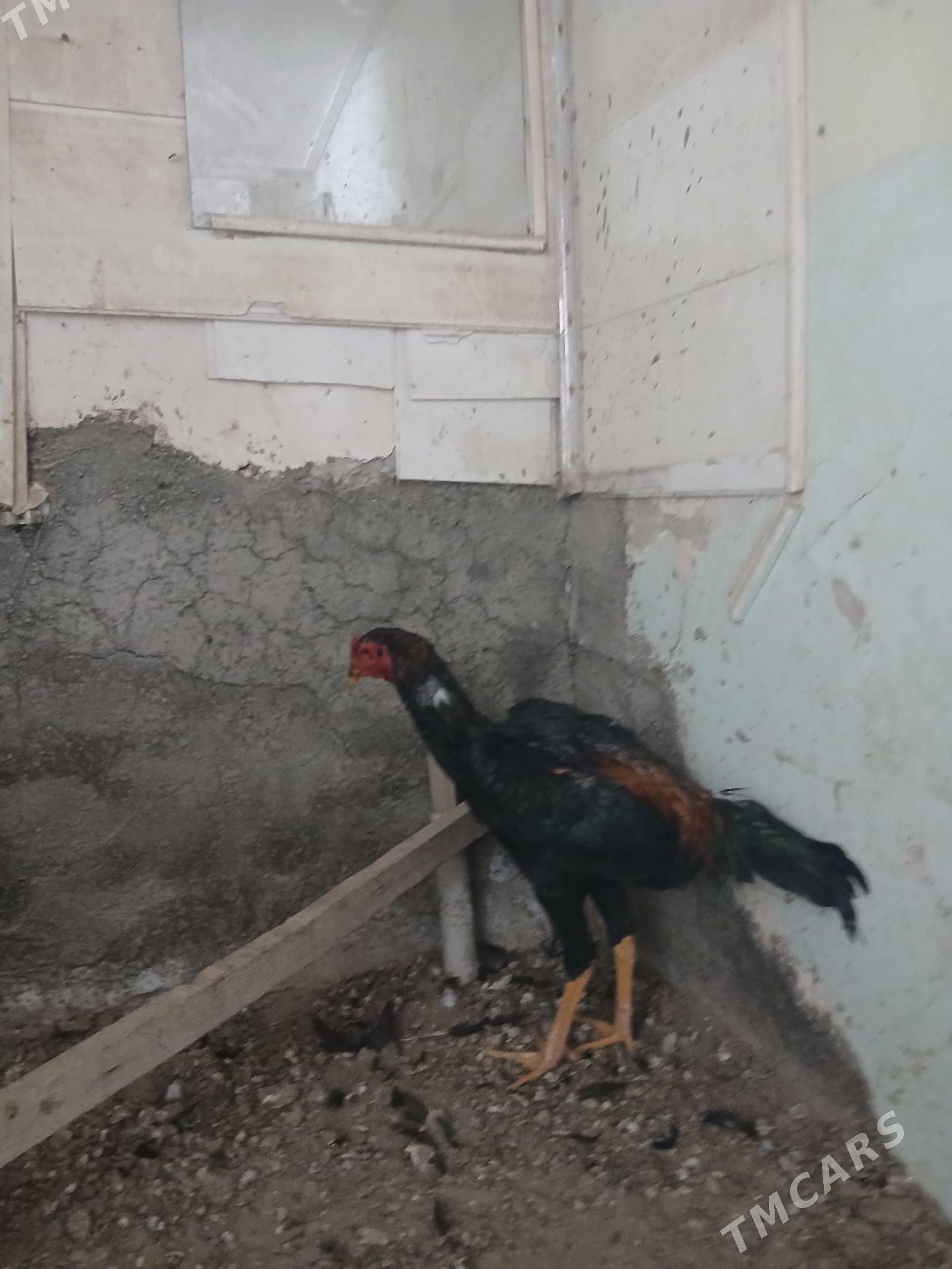 Horaz - Гурбансолтан Едже - img 2