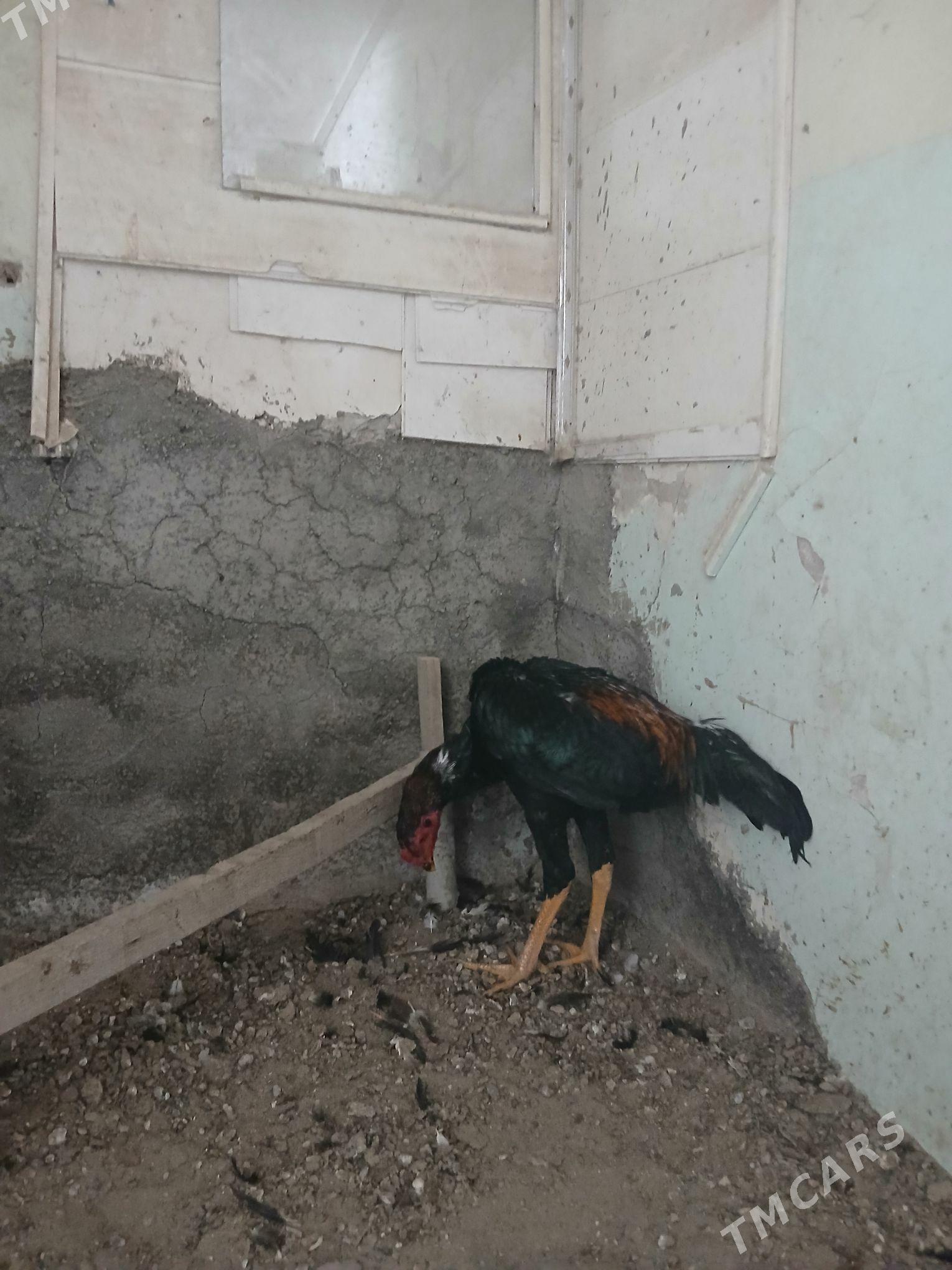 Horaz - Гурбансолтан Едже - img 3