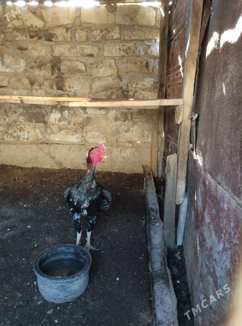 TASKENT BAYES HORAZ - Esenguly - img 7