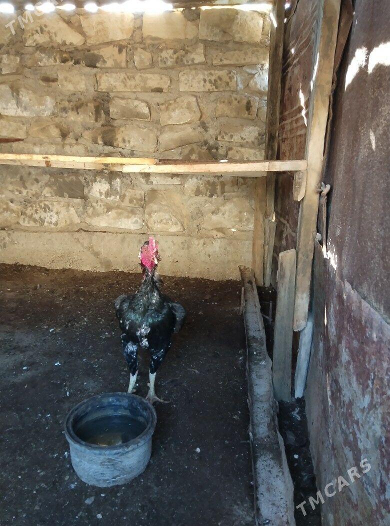 TASKENT BAYES HORAZ - Esenguly - img 8