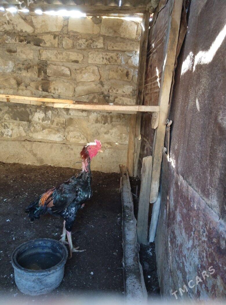 TASKENT BAYES HORAZ - Esenguly - img 10