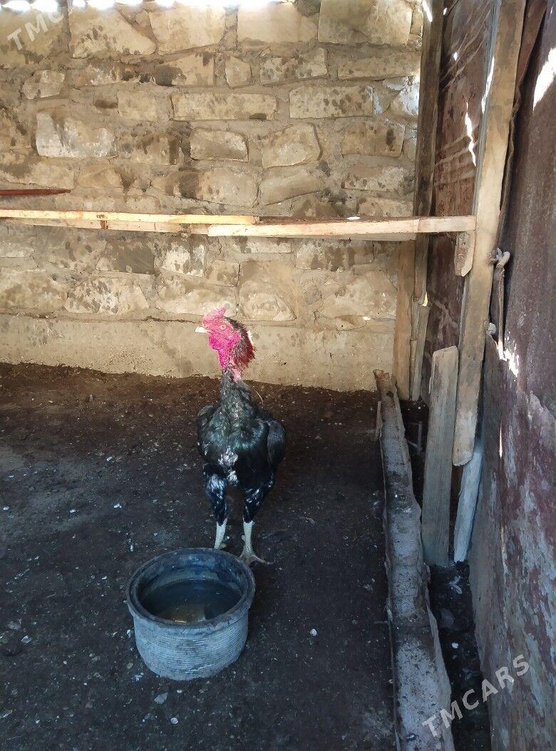 TASKENT BAYES HORAZ - Esenguly - img 9