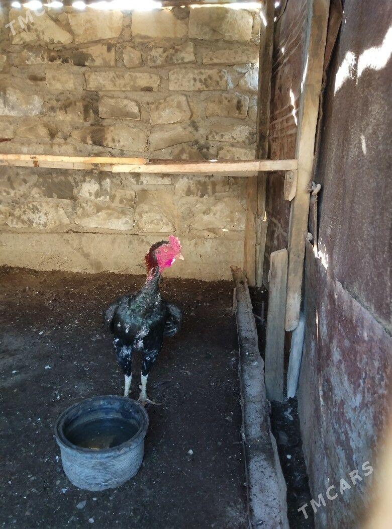 TASKENT BAYES HORAZ - Esenguly - img 5